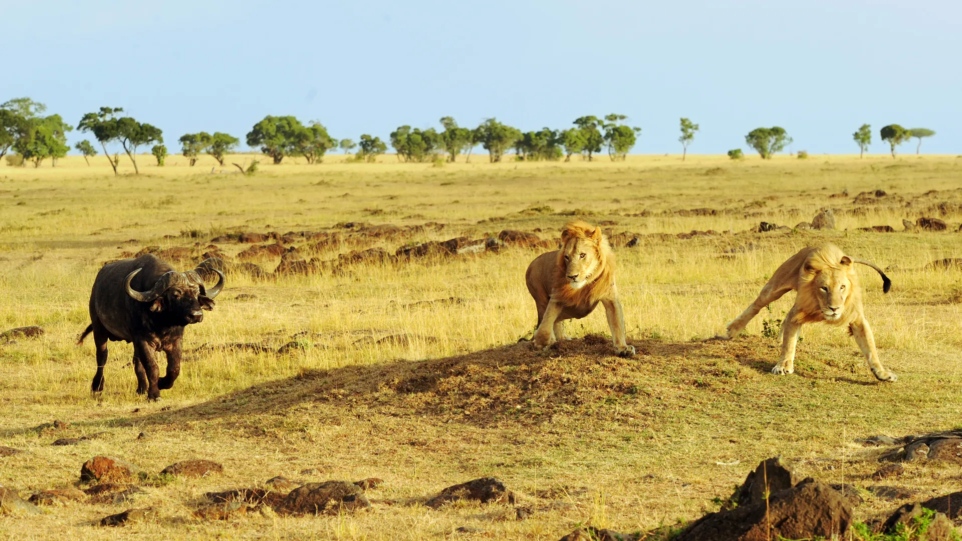 3-Day Fly-in Serengeti